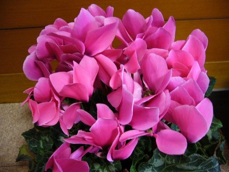 f:id:raporapo:20061215103238j:image