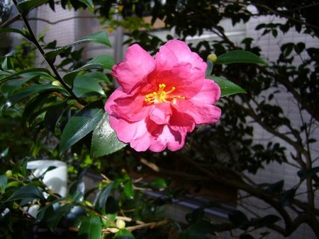 f:id:raporapo:20071114173215j:image