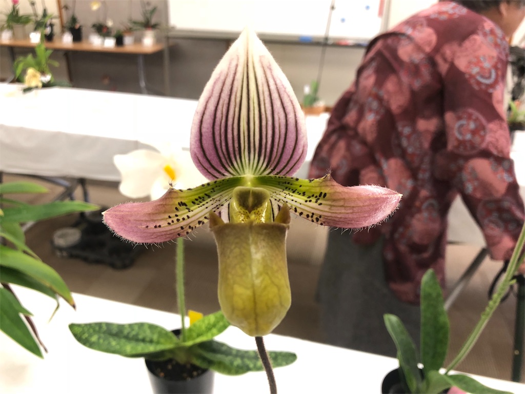 f:id:raptor4979:20190423110932j:image f:id:raptor4979:20190423110932j:image