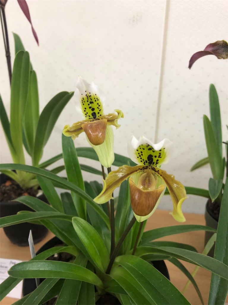 f:id:raptor4979:20190423154829j:image f:id:raptor4979:20190423154829j:image