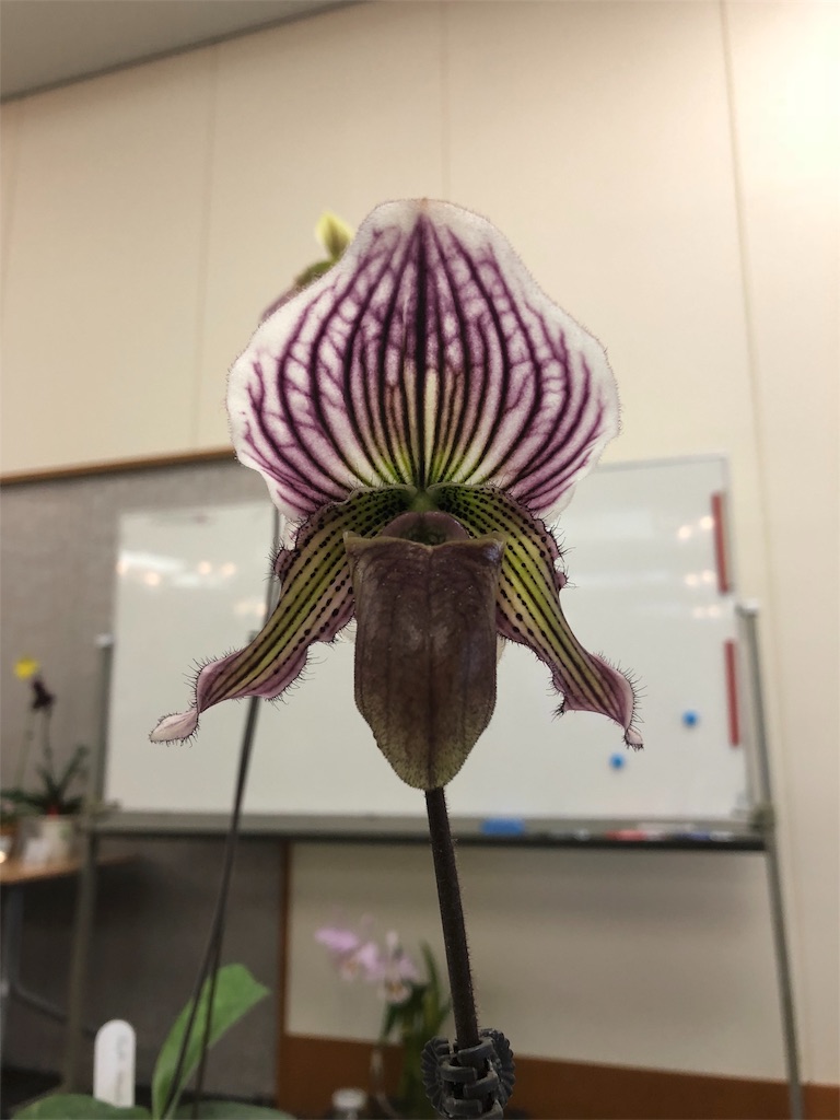 f:id:raptor4979:20190423155203j:image f:id:raptor4979:20190423155203j:image