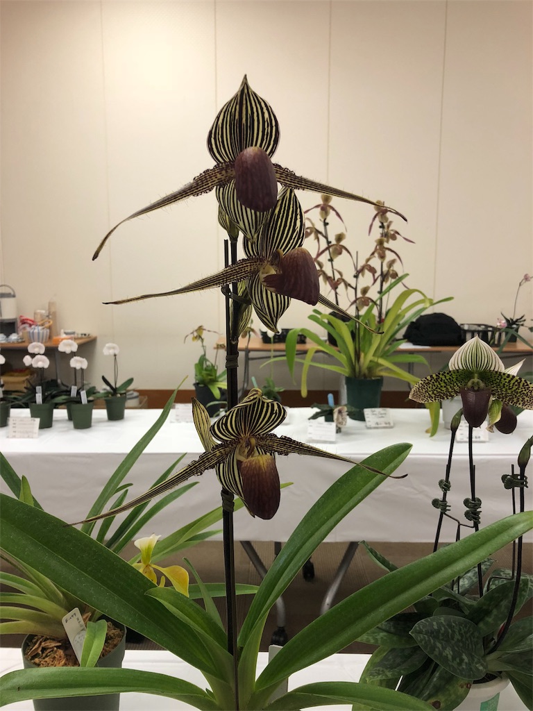 f:id:raptor4979:20190424130354j:image f:id:raptor4979:20190424130354j:image