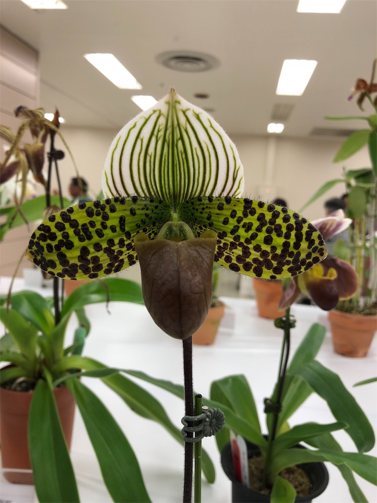 f:id:raptor4979:20190530184541j:image f:id:raptor4979:20190530184541j:image