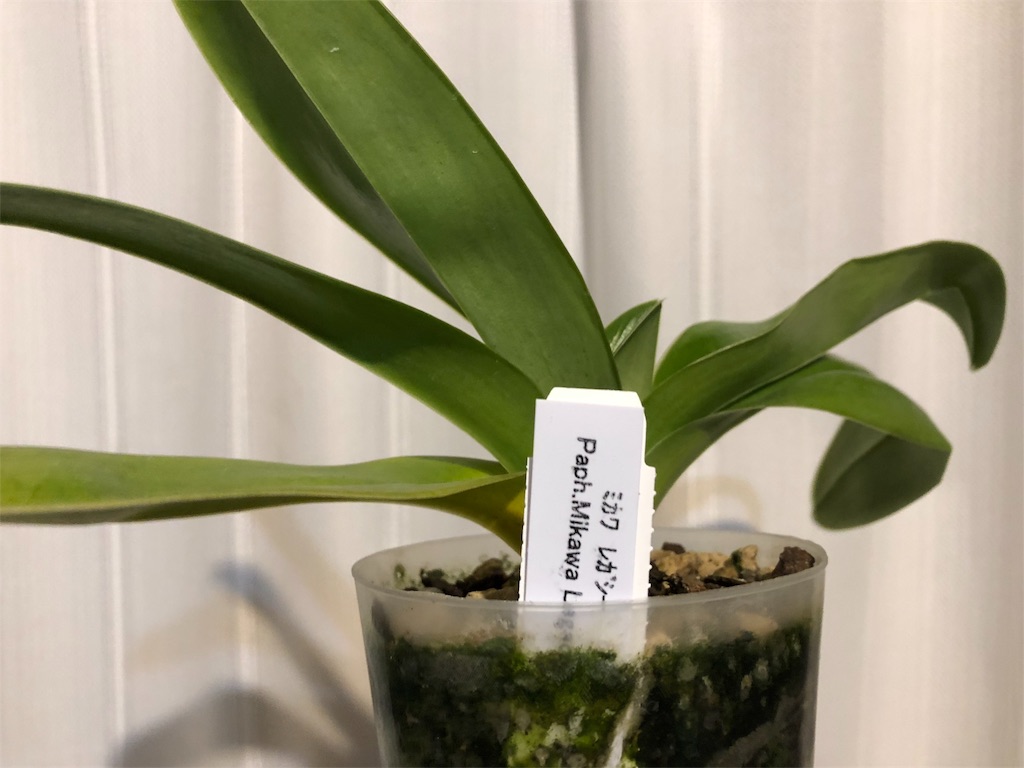 f:id:raptor4979:20190531163403j:image f:id:raptor4979:20190531163403j:image