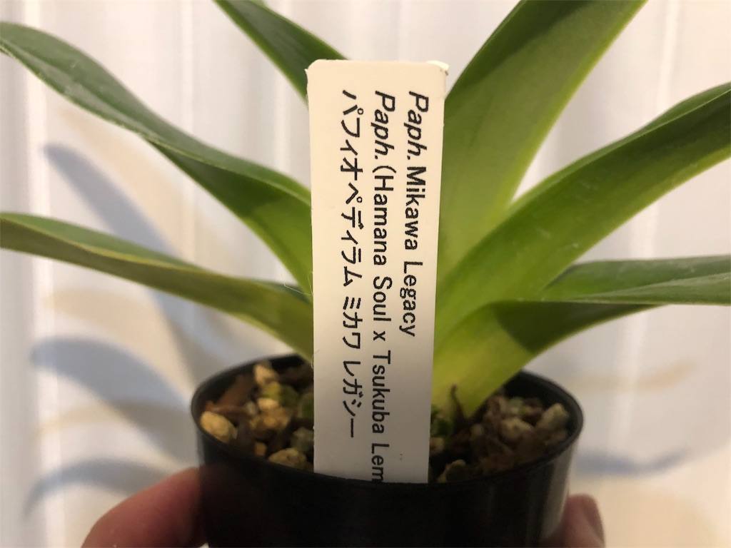 f:id:raptor4979:20190531163416j:image f:id:raptor4979:20190531163416j:image