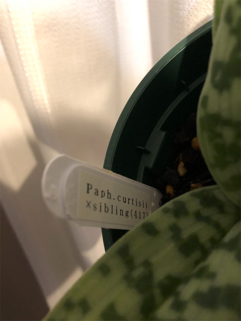 f:id:raptor4979:20190531163801j:image f:id:raptor4979:20190531163801j:image
