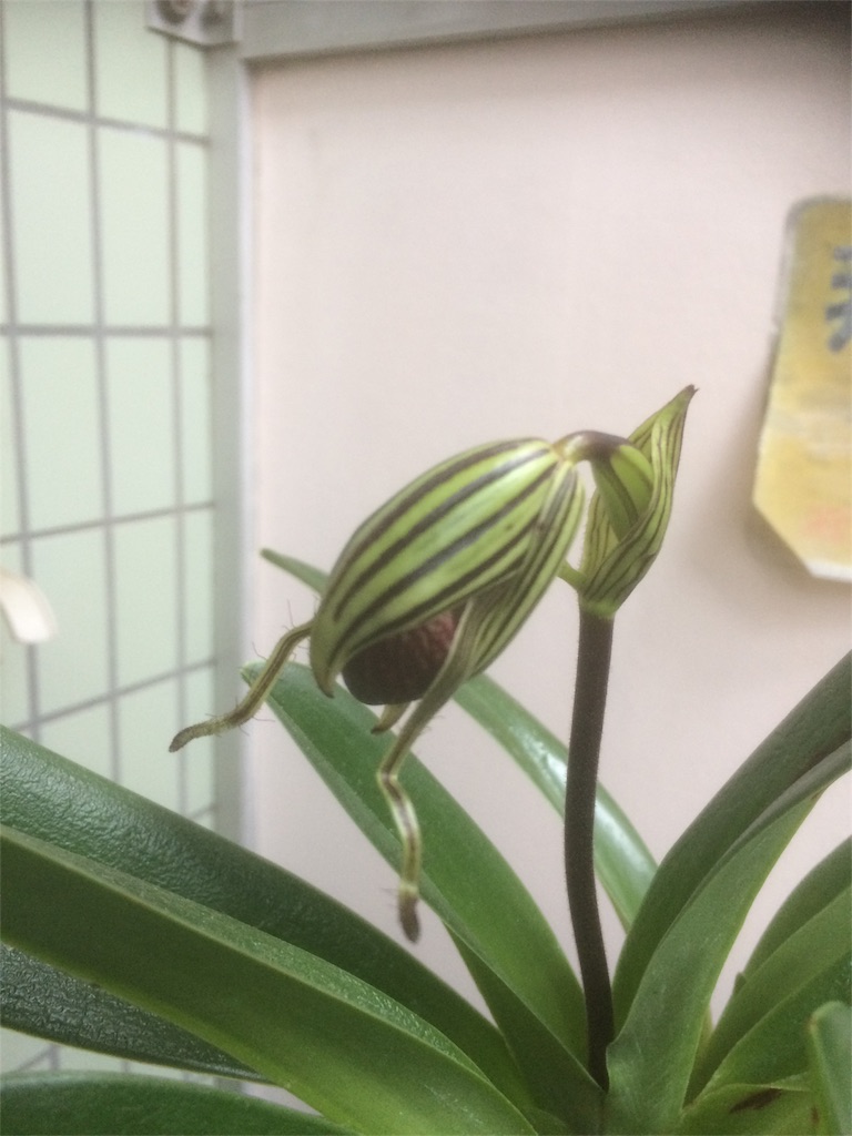 f:id:raptor4979:20190731094118j:image f:id:raptor4979:20190731094118j:image