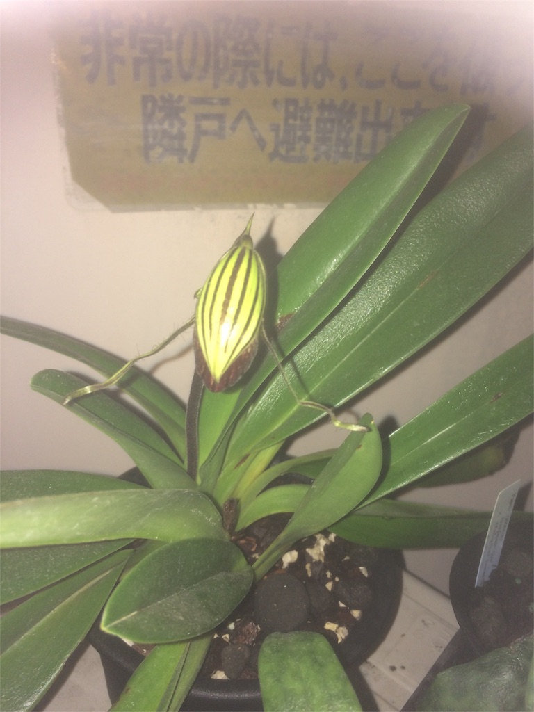 f:id:raptor4979:20190731094128j:image f:id:raptor4979:20190731094128j:image