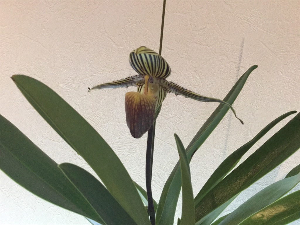 f:id:raptor4979:20190731094134j:image f:id:raptor4979:20190731094134j:image