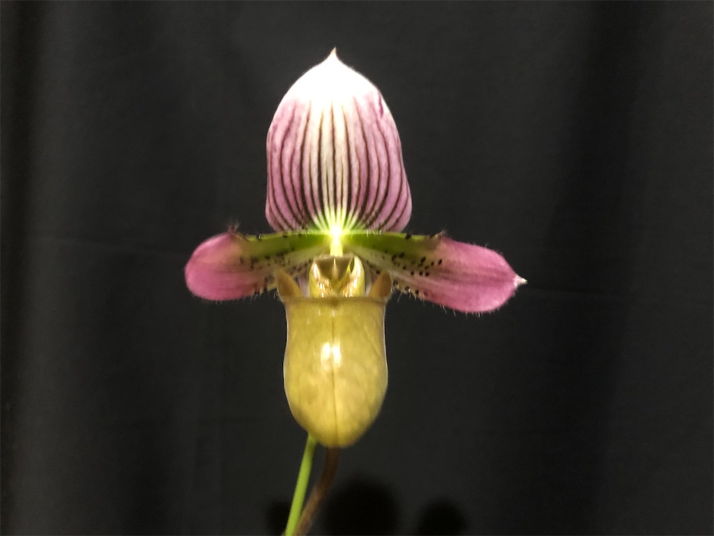 f:id:raptor4979:20210502005600j:image f:id:raptor4979:20210502005600j:image
