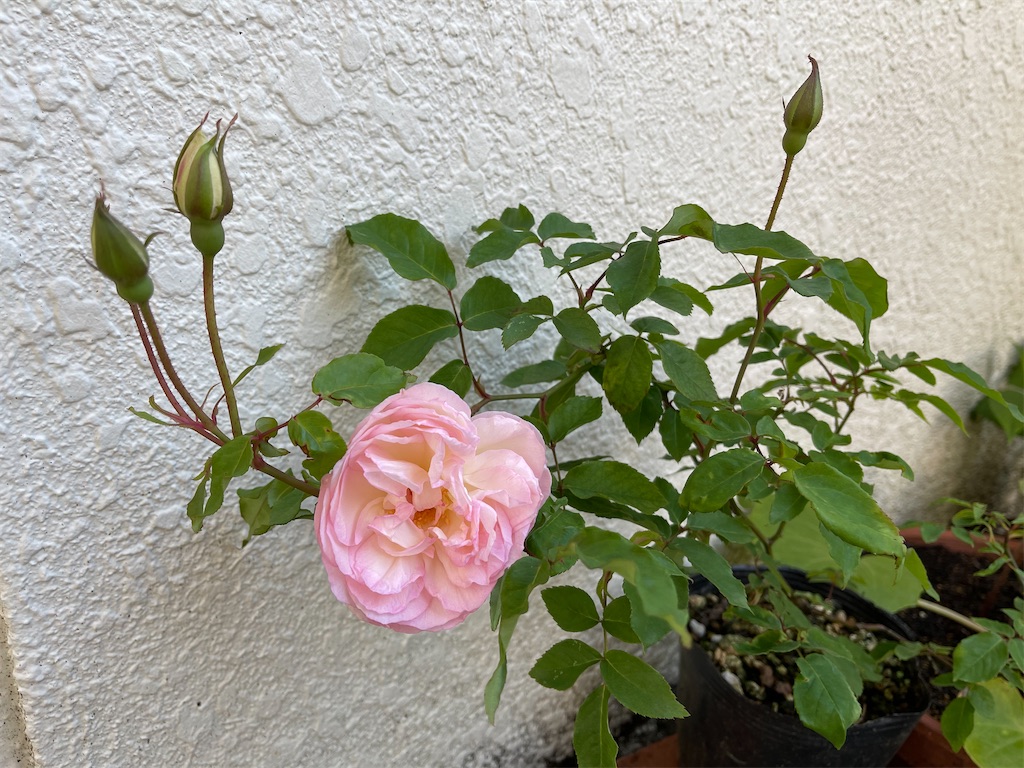f:id:raramikan:20220404185720j:image f:id:raramikan:20220404185720j:image