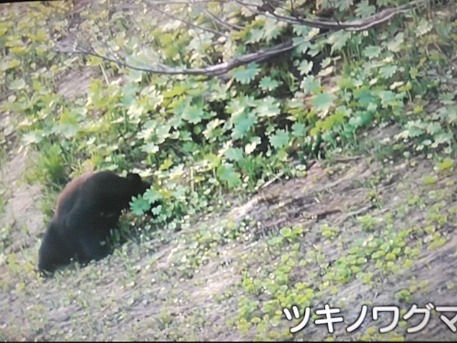 f:id:raraovo:20251006203745j:image f:id:raraovo:20251006203745j:image