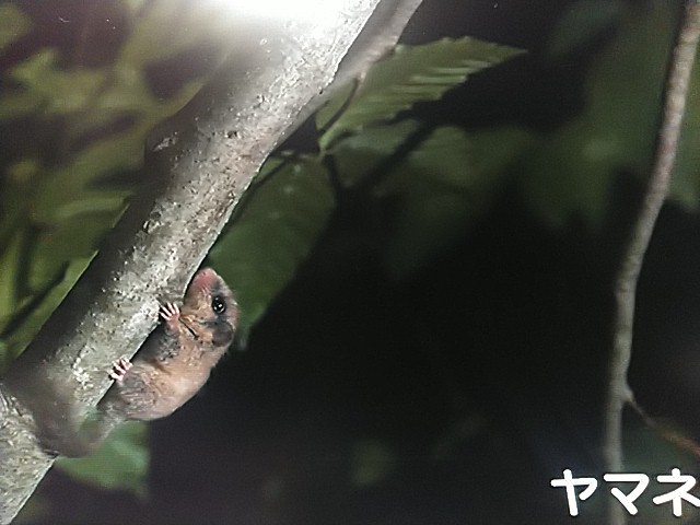f:id:raraovo:20251006203807j:image f:id:raraovo:20251006203807j:image