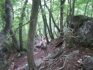 f:id:rararapocari:20070708101530j:image