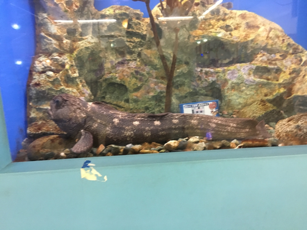 まちなか水族館 山椒魚水槽 まちなか水族館 山椒魚水槽
