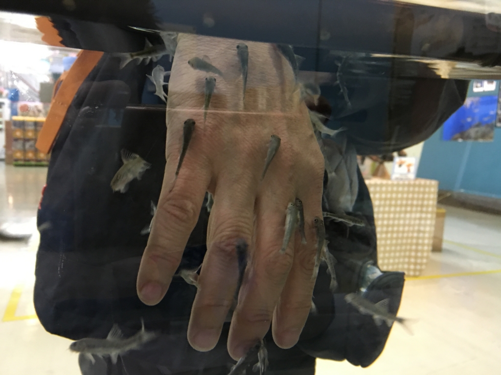 まちなか水族館 手を掃除してくれる魚 まちなか水族館 手を掃除してくれる魚