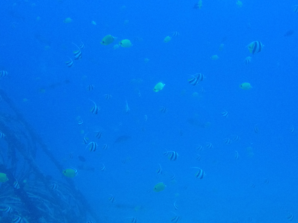 ハワイ オアフ島 観光用潜水艦 「アトランティス」よりの海中 熱帯魚の群れ