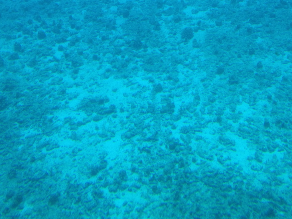 ハワイ オアフ島 観光用潜水艦 「アトランティス」よりの海中 パリ・オ・ポノ