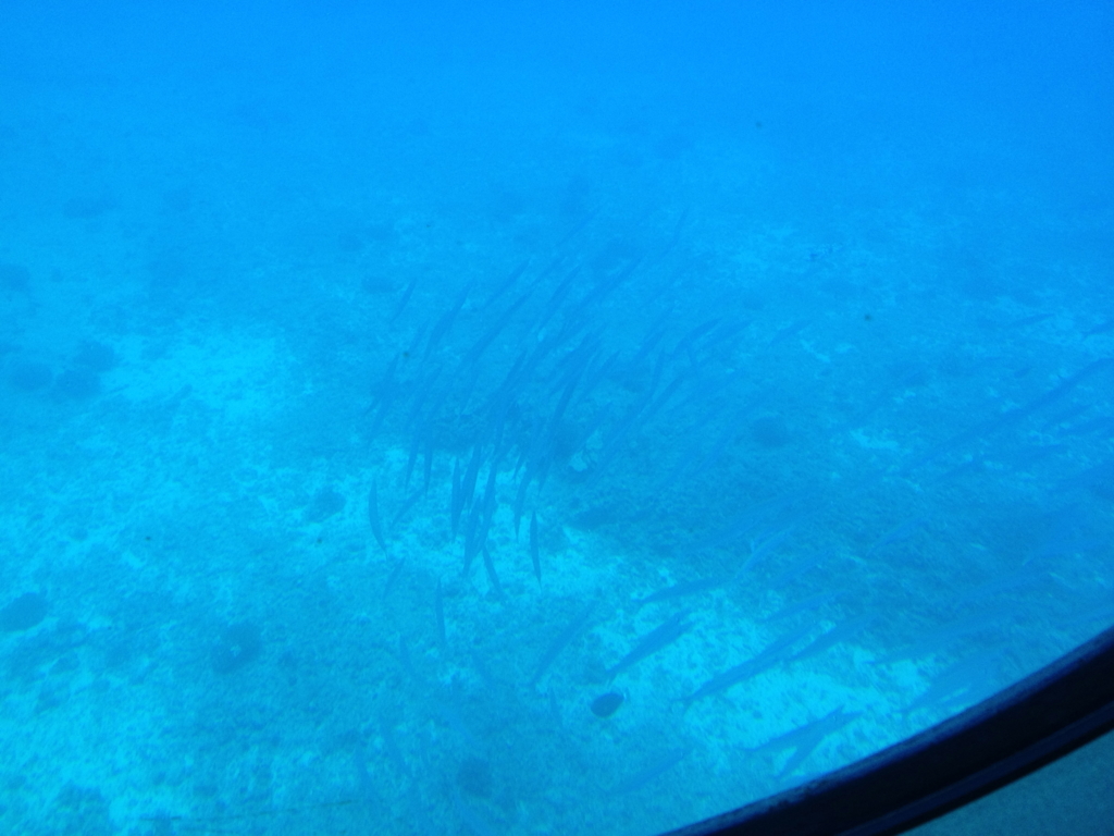 ハワイ オアフ島 観光用潜水艦 「アトランティス」よりの海中 バラクーダ