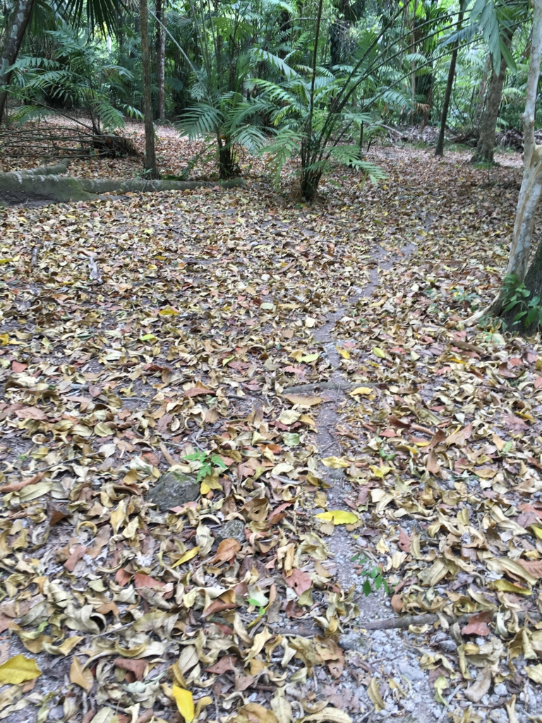 グアテマラ ティカル遺跡 葉切り蟻の行進後