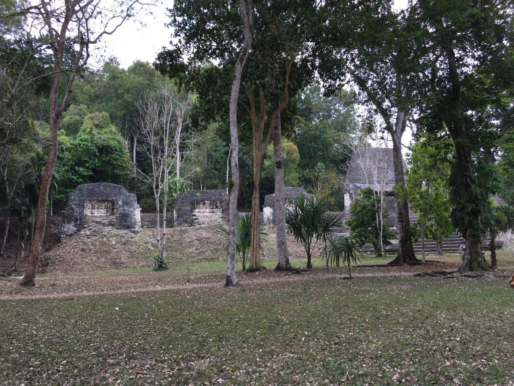 グアテマラ ティカル遺跡 「７つの神殿広場」 芝生