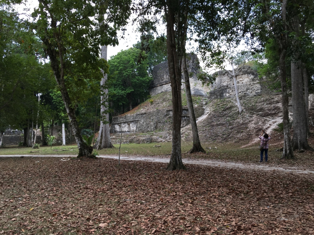 グアテマラ ティカル遺跡 「７つの神殿広場」 落ち葉