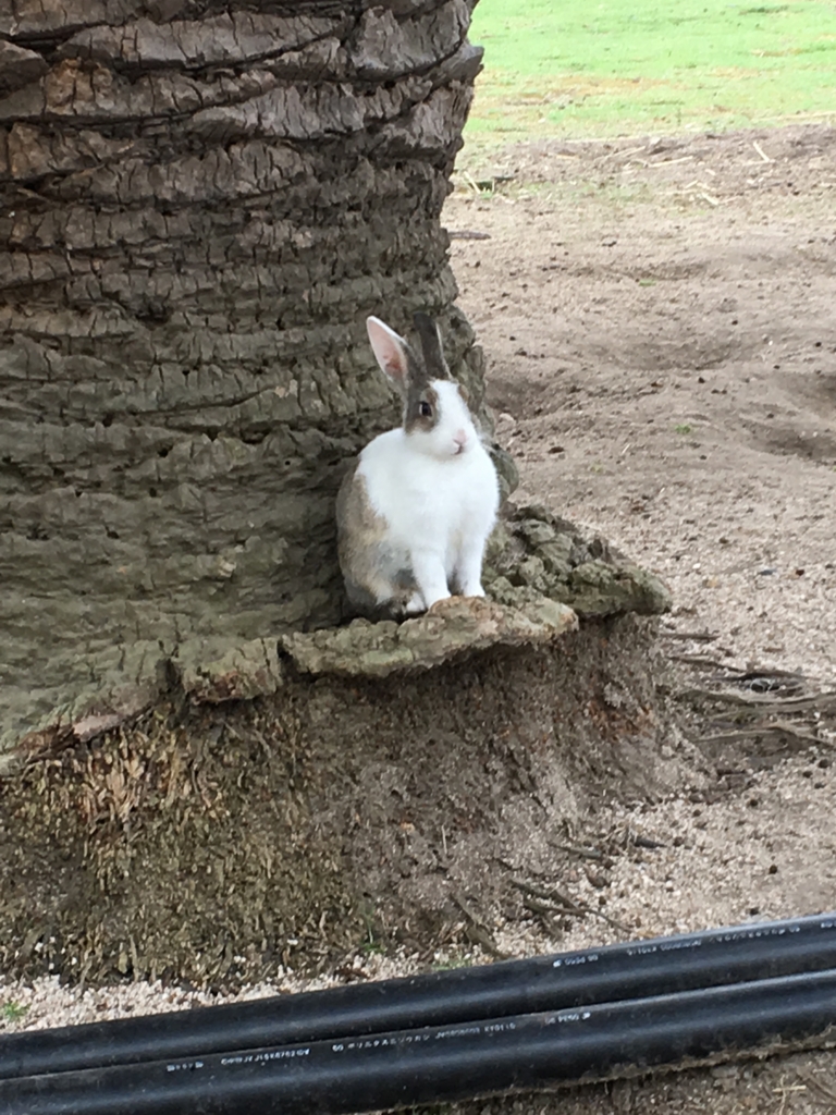 2回目の うさぎ島 瀬戸内海国立公園 「休暇村 大久野島」 朝のお散歩