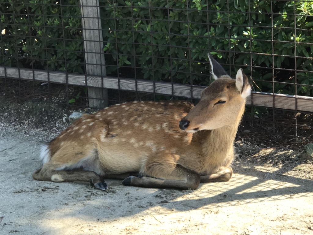 宮島 厳島神社へ 涼んでいる鹿さん