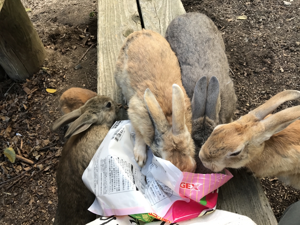 11月のうさぎ島(大久野島)餌を勝ってに食べるうさぎさん達 11月のうさぎ島(大久野島)餌を勝ってに食べるうさぎさん達