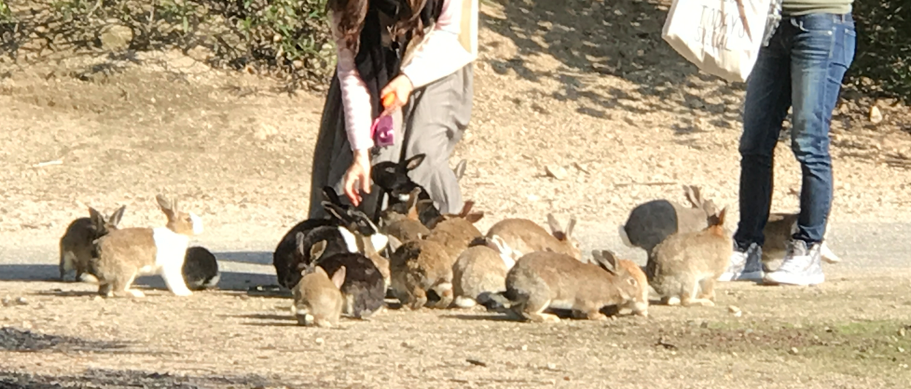 11月のうさぎ島(大久野島)餌を与える個人客 11月のうさぎ島(大久野島)餌を与える個人客