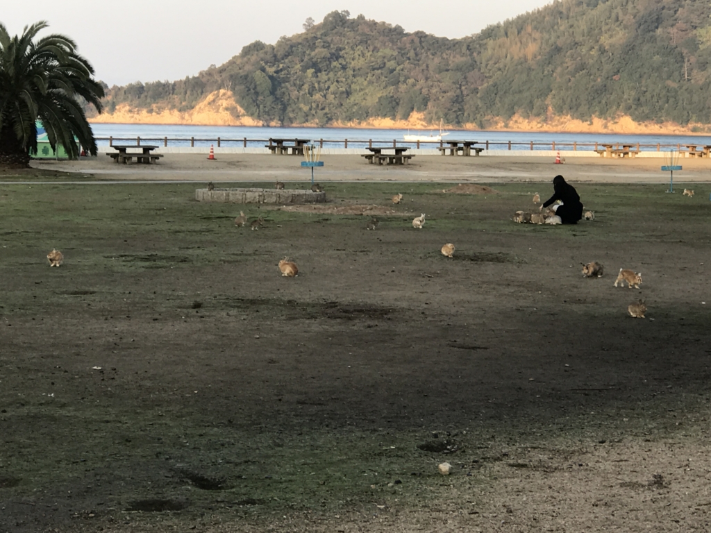 11月のうさぎ島(大久野島)「休暇村 大久野島」海側ベンチ 11月のうさぎ島(大久野島)「休暇村 大久野島」海側ベンチ