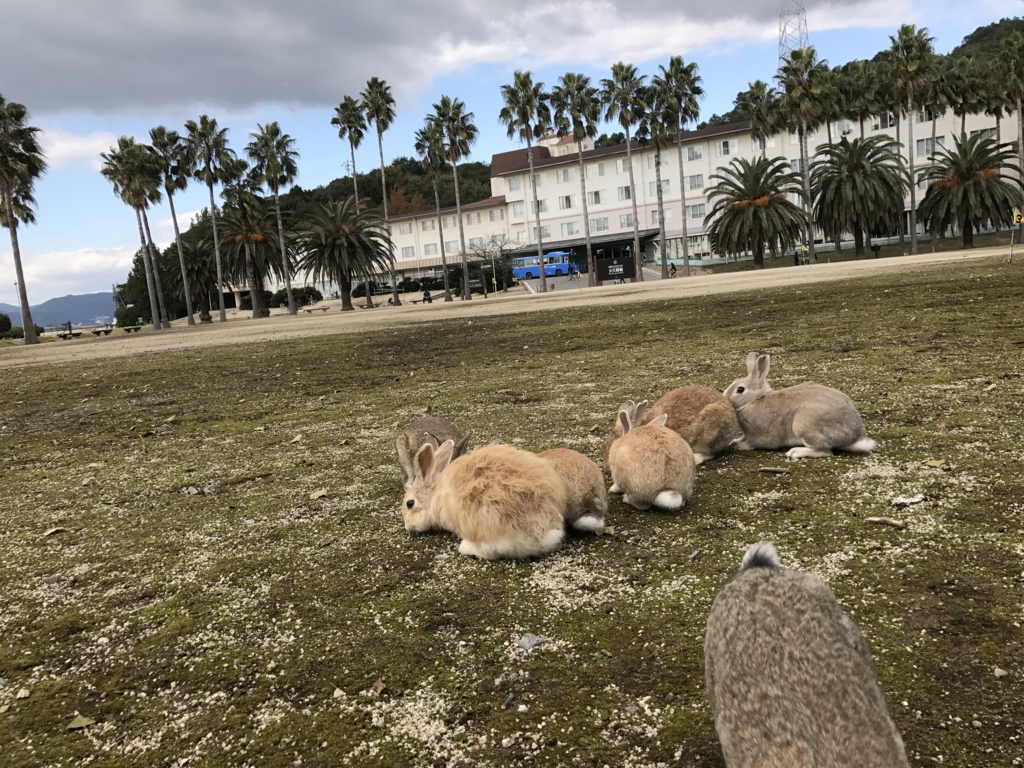 11月のうさぎ島(大久野島)「休暇村 大久野島」 11月のうさぎ島(大久野島)「休暇村 大久野島」
