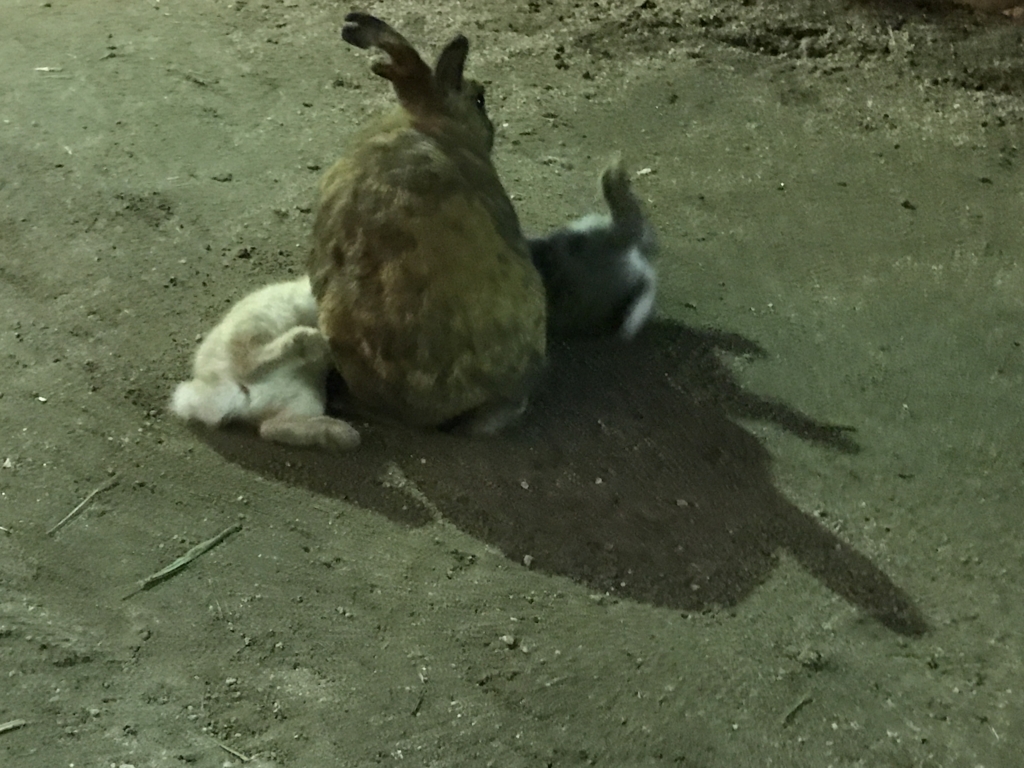 11月のうさぎ島(大久野島) 授乳中 11月のうさぎ島(大久野島) 授乳中