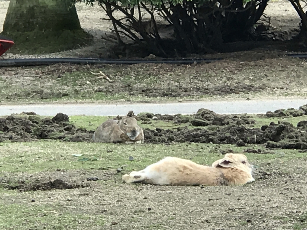 11月のうさぎ島(大久野島)「休暇村 大久野島」グラウンドの穴