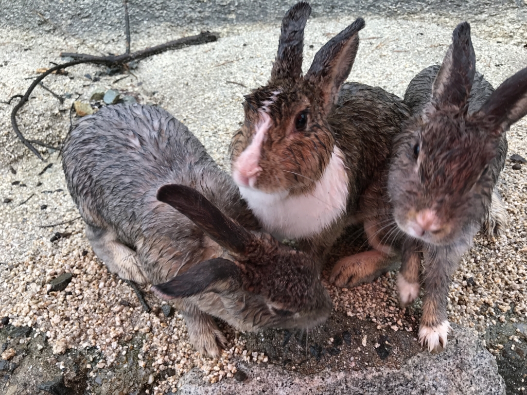 4回目の うさぎ島 （大久野島） 土砂降り時 の うさぎさん達 、大久野