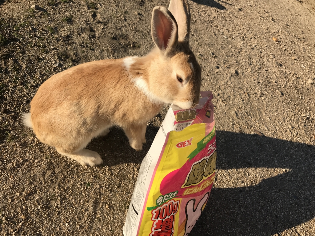 12月のうさぎ島 大久野島 島中 落ち葉でいっぱいです 空飛ぶおばさん旅日記 壱