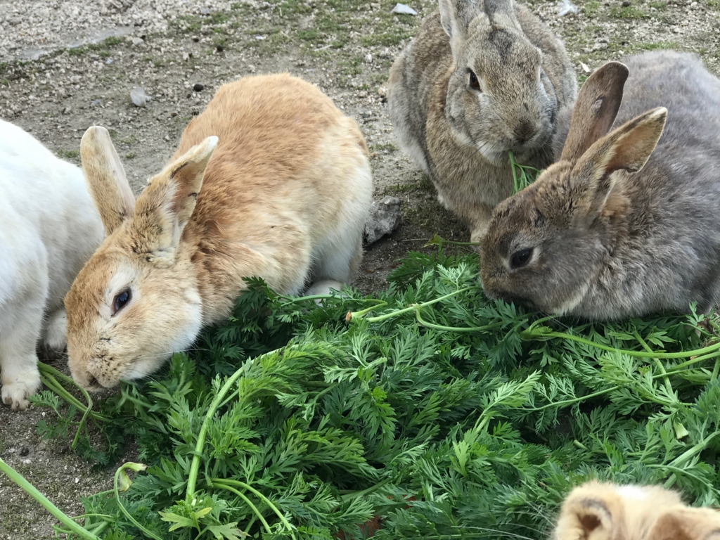 2017年3月 広島県 うさぎ島（大久島） 人参の葉？