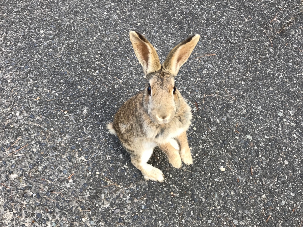 2017年3月 広島県 うさぎ島（大久島） おねだりポーズ