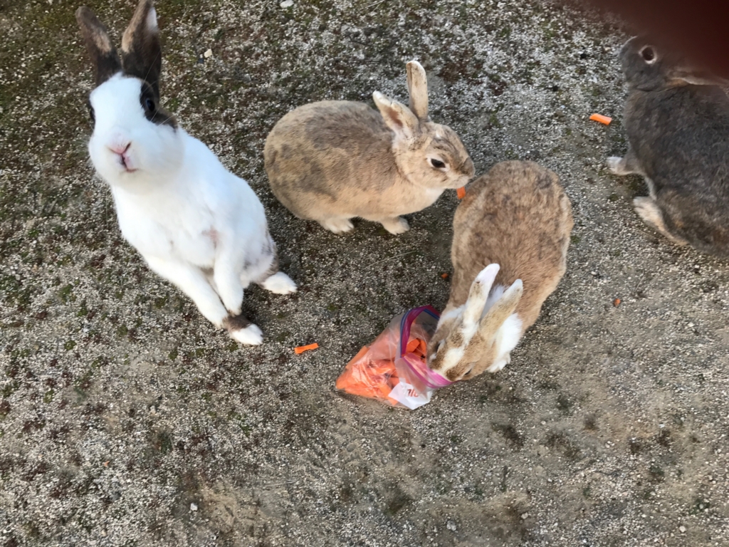 2017年3月 広島県 うさぎ島（大久島） 手に持っているのが欲しいのよね