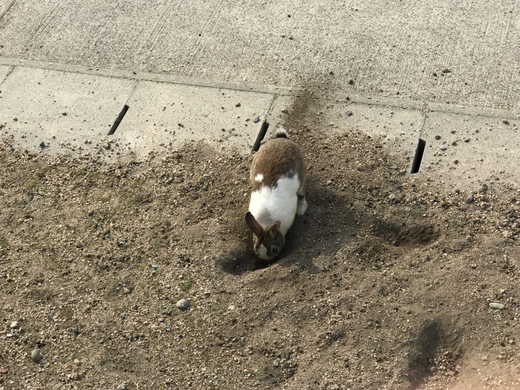 2017年3月 広島県 うさぎ島（大久島） 土を掘る うさぎさん