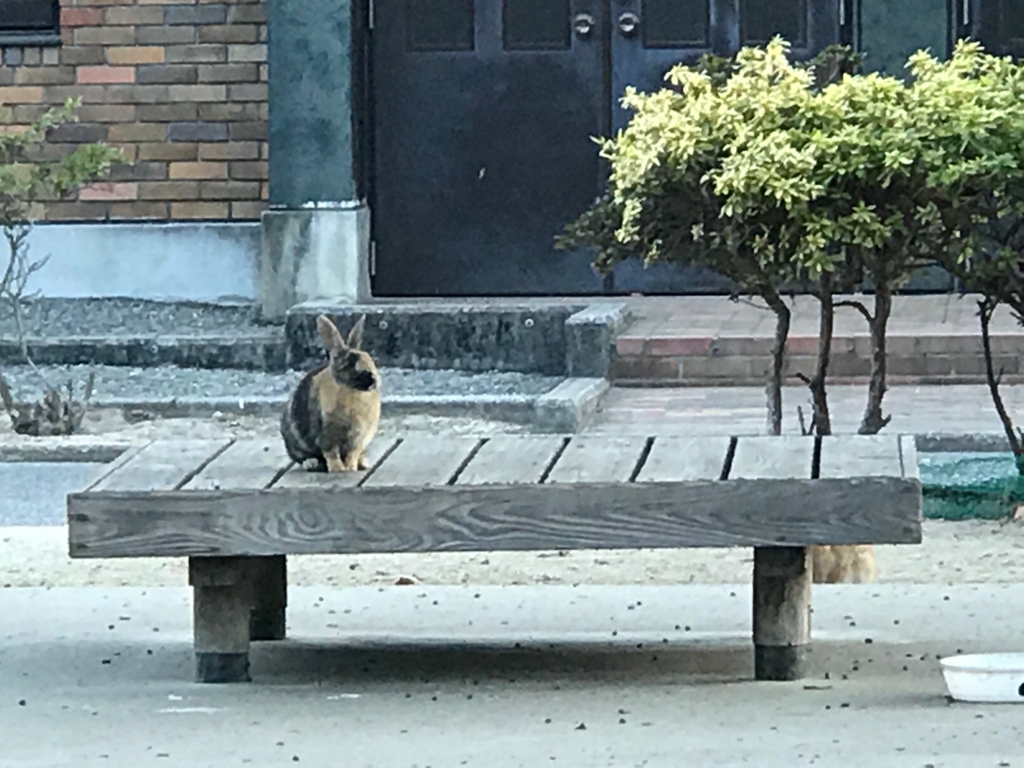 2017年3月 広島県 うさぎ島（大久島） 何かを見ている うさぎさん