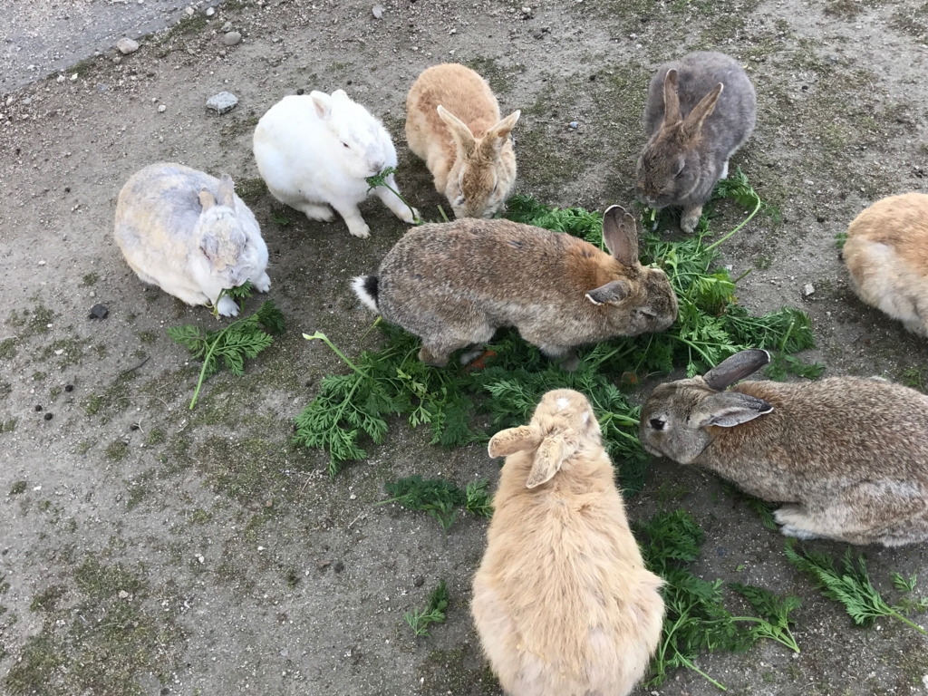 2017年3月 広島県 うさぎ島（大久島） いつもと違う食べ
