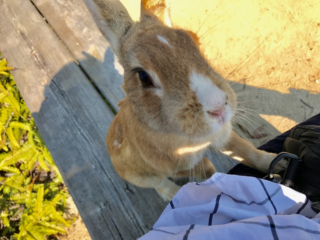 広島県 うさぎ島（大久島）展望台 からの 道 （険しい道）ベンチで休憩中 来てくれたうさぎさん
