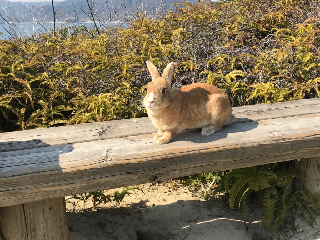 広島県 うさぎ島（大久島）展望台 からの 道 （険しい道）ベンチで休憩中 うさぎさん