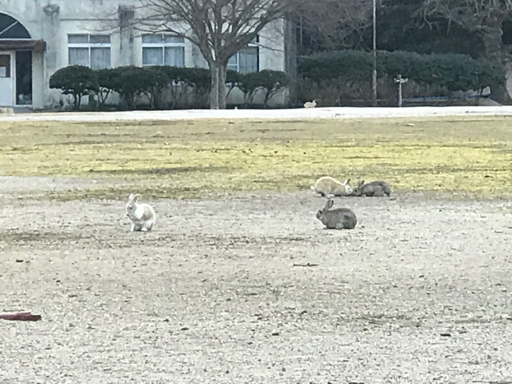 2017年3月 広島県 うさぎ島（大久島） 遊んでいる うさぎさん
