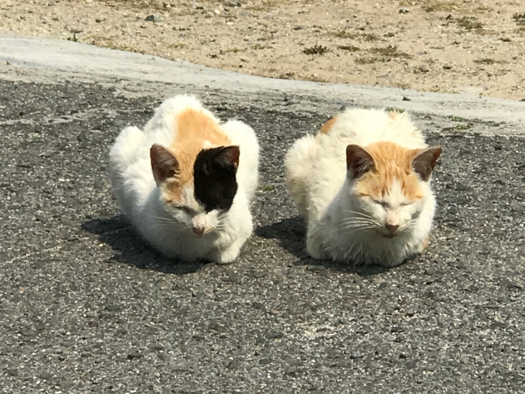 香川県 ねこ島 佐栁島 長崎集落へ 長い１本道 お腹いっぱいの猫達 感じた事 空飛ぶおばさん旅日記 壱