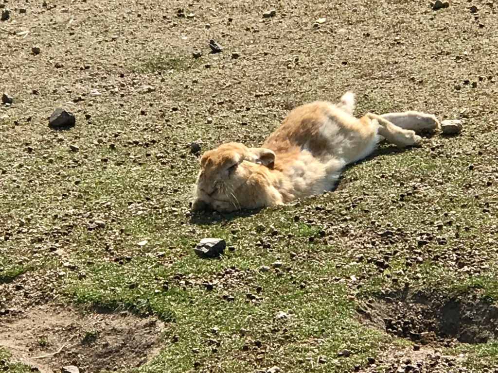 2017年3月 広島県 うさぎ島（大久島）お休み中のうさぎさん