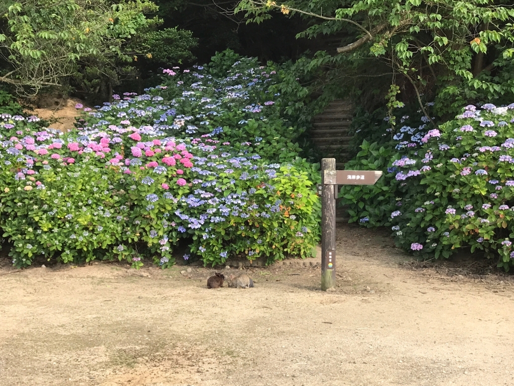 2017年6月 うさぎ島（大久野島）紫陽花の頃 グラウンド 展望台への道