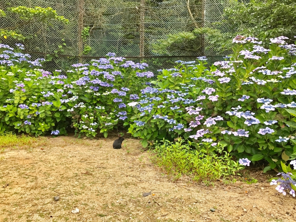 2017年6月 うさぎ島（大久野島）紫陽花満開