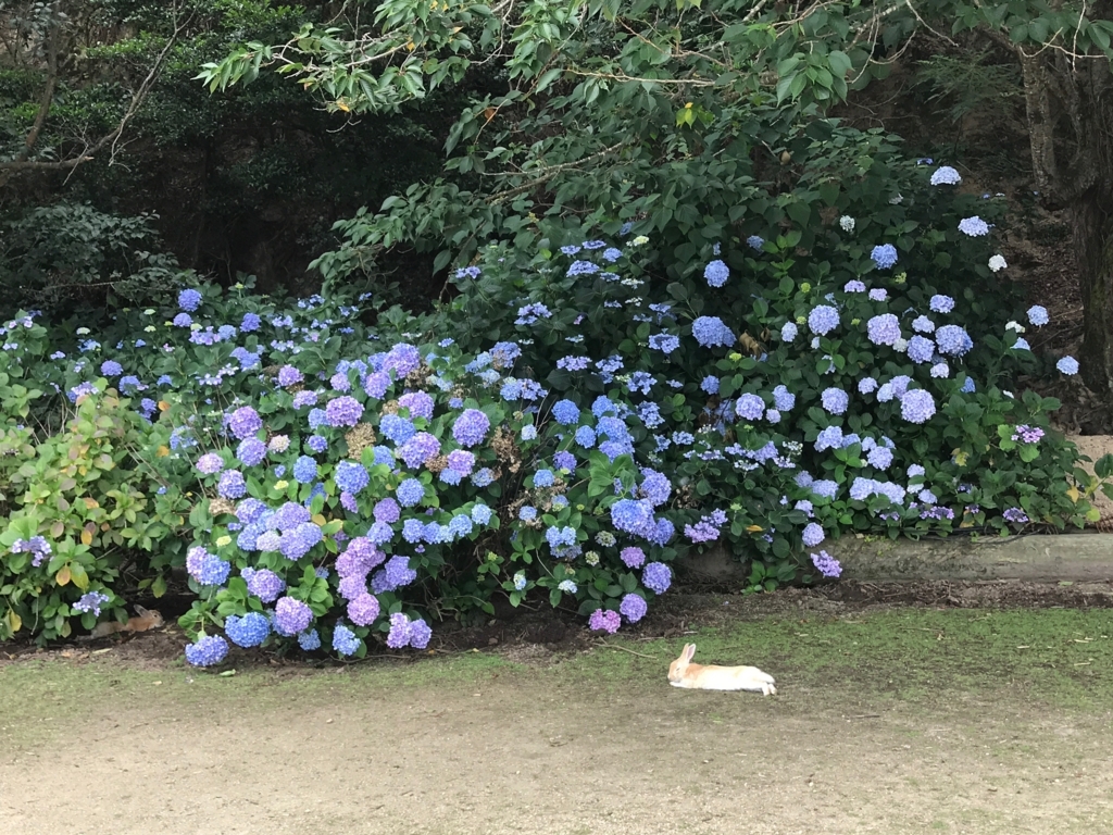 2017年6月 うさぎ島（大久野島）紫陽花の頃 グラウンド ダラっと休んでいるうさぎさん